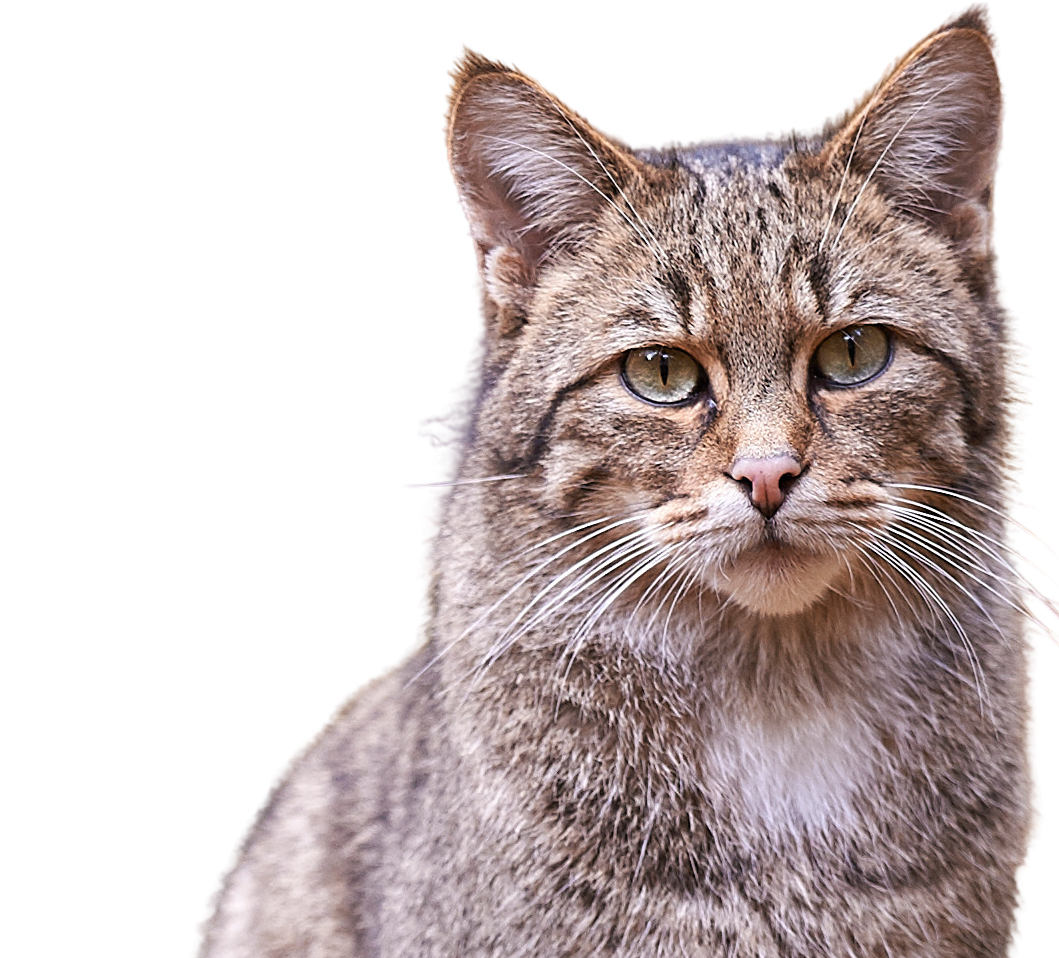 Wildkatzenwegeplan