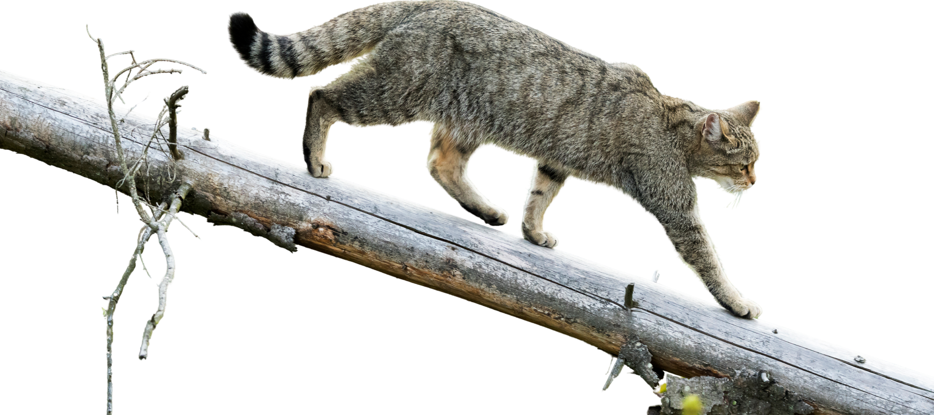Wildkatzenwegeplan